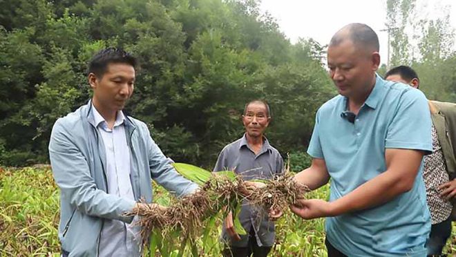 猪苓种植致富_种植猪苓市场前景怎样_致富种植猪苓视频