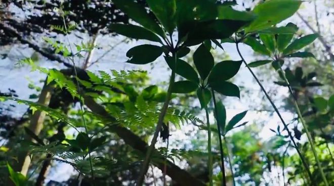 种植猪苓市场前景怎样_猪苓种植致富_致富种植猪苓视频