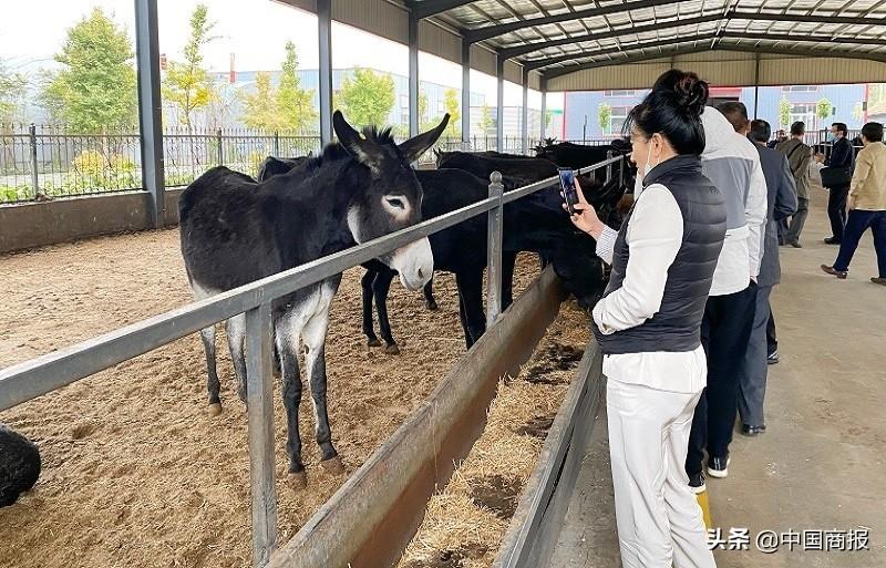 颗粒养殖致富项目_致富颗粒养殖项目怎么样_致富颗粒养殖项目有哪些