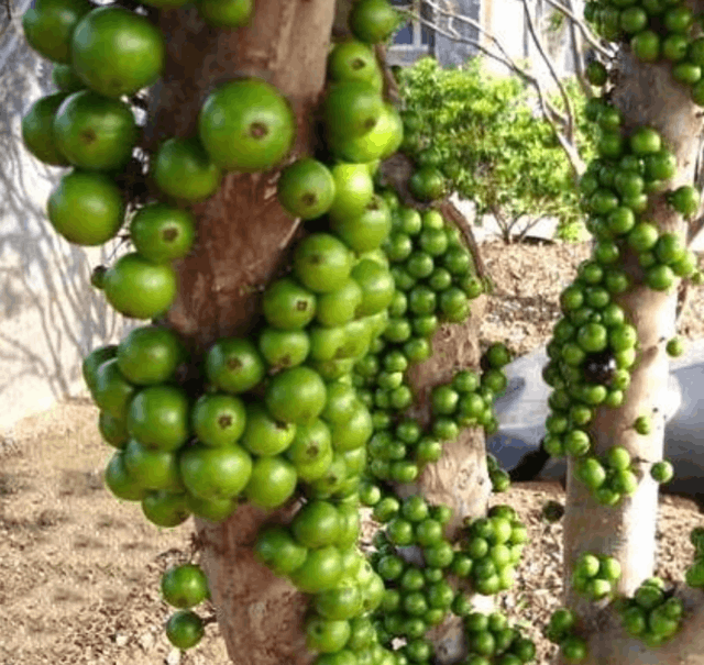 嘉宝果如何种植技术_嘉宝果树苗种植_嘉果宝树种植技术