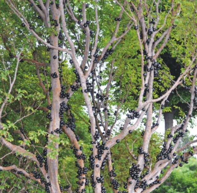 嘉宝果如何种植技术_嘉果宝树种植技术_嘉宝果树苗种植