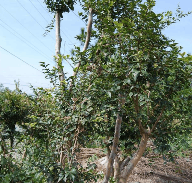 嘉宝果树苗种植_嘉宝果如何种植技术_嘉果宝树种植技术