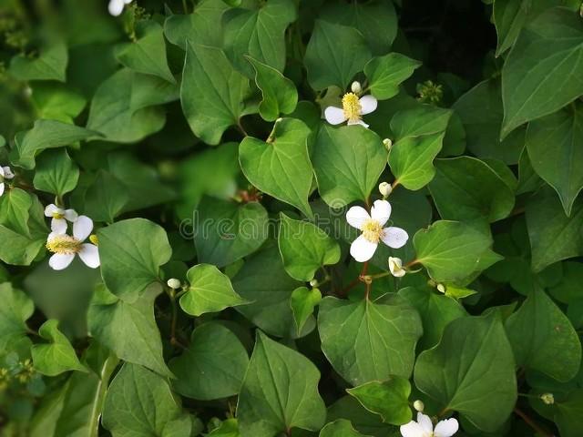 致富新手种植项目是什么_种植新手致富项目_致富好项目种植