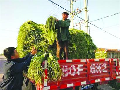 储存大姜赚钱吗_致富经大姜储存_姜种储存技术