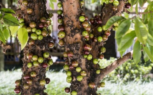 嘉宝果如何种植技术_嘉宝果树种植视频_嘉宝果果树如何种植