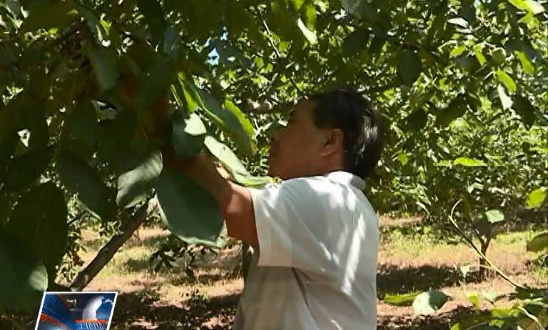 致富核桃种植农村图片大全_致富核桃种植农村有补贴吗_农村核桃种植致富