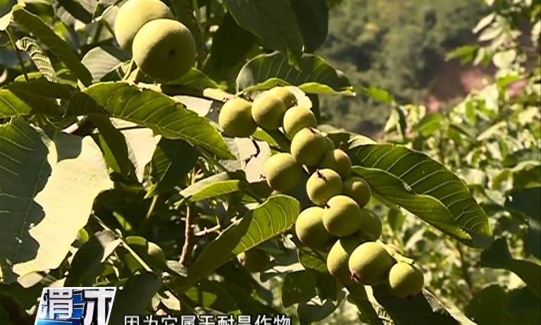 致富核桃种植农村有补贴吗_农村核桃种植致富_致富核桃种植农村图片大全