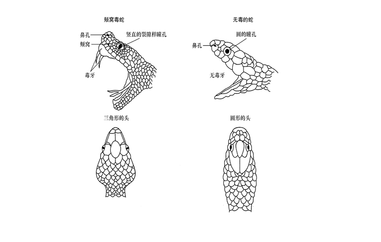 蛇养殖场视频_视频养殖蛇技术大全_蛇养殖技术视频