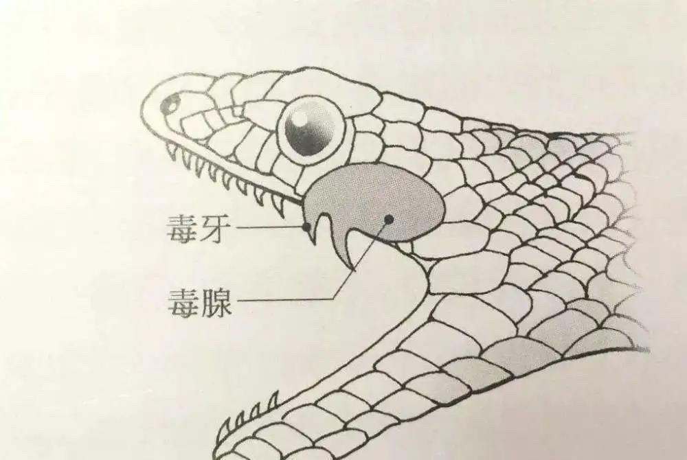 蛇养殖技术视频_视频养殖蛇技术大全_视频养殖蛇技术教程