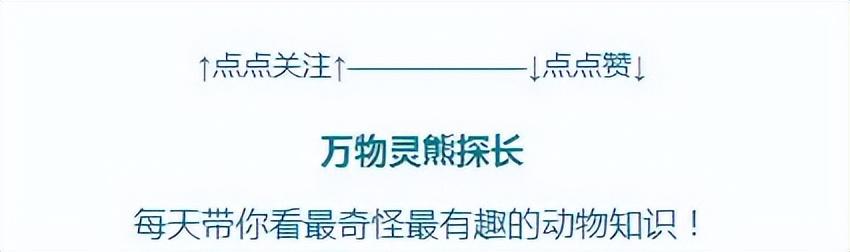 视频养殖蛇技术大全_视频养殖蛇技术教程_蛇养殖技术视频