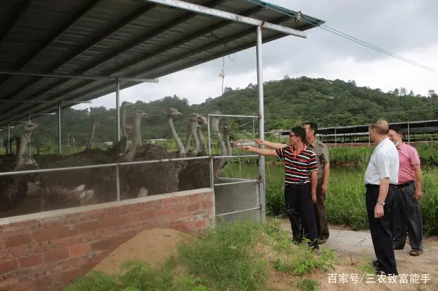 养殖鸵鸟风险大不大_养殖鸵鸟是不是骗_鸵鸟养殖能致富