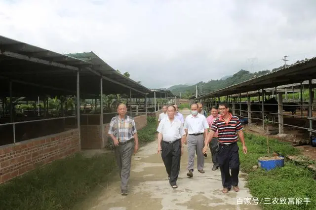 养殖鸵鸟是不是骗_养殖鸵鸟风险大不大_鸵鸟养殖能致富