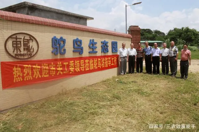 养殖鸵鸟风险大不大_养殖鸵鸟是不是骗_鸵鸟养殖能致富