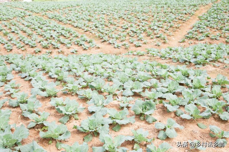 大白菜提前种植技术_白菜栽培技术_白菜栽种技术视频