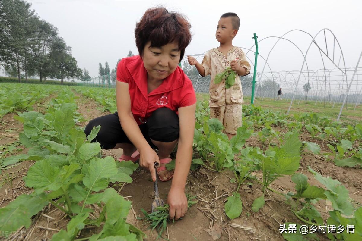 大白菜提前种植技术_白菜栽种技术视频_白菜栽培技术