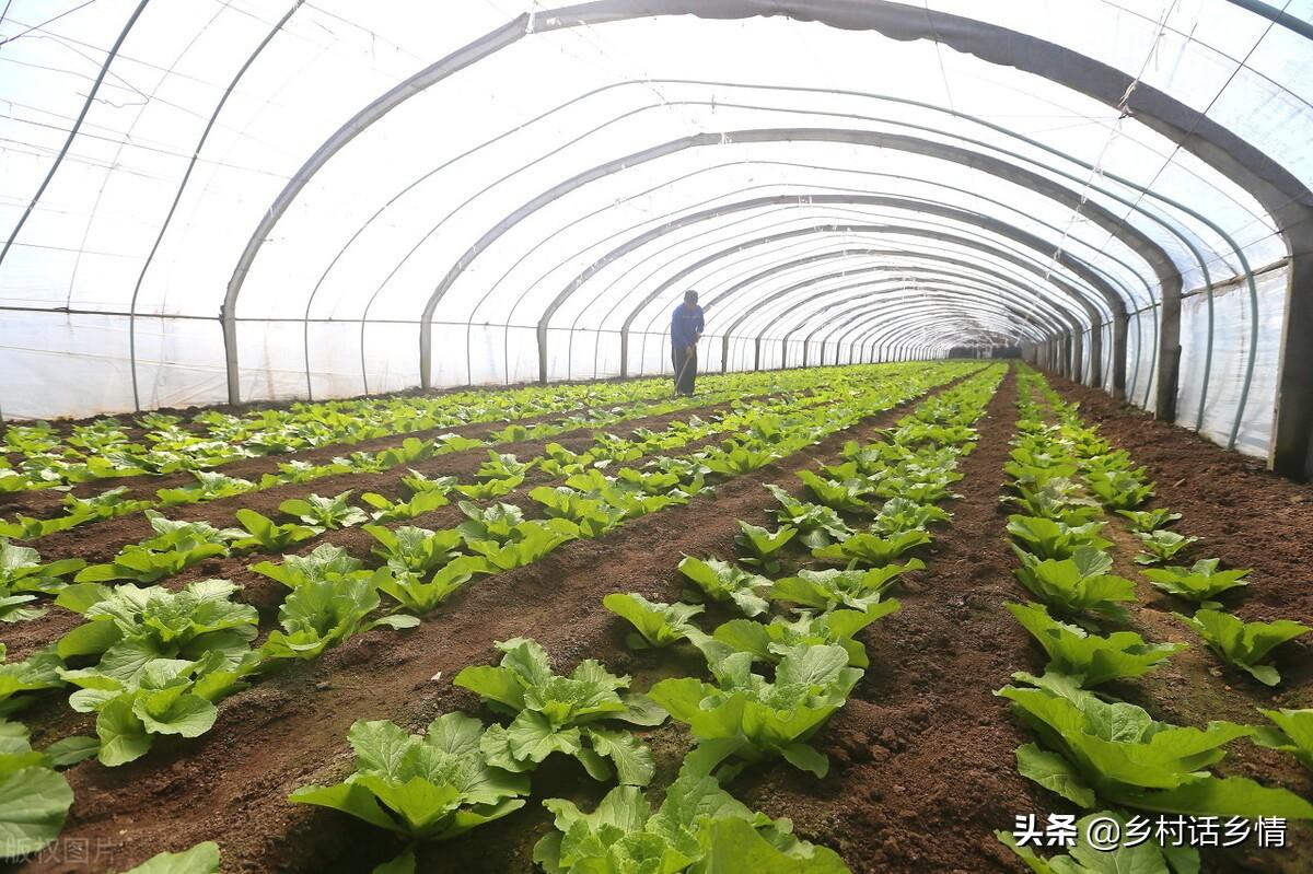 白菜栽培技术_白菜栽种技术视频_大白菜提前种植技术