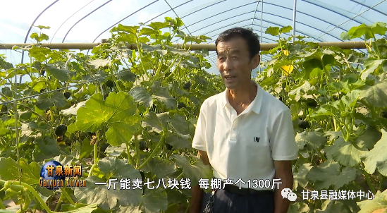 南瓜种植效益_致富种植南瓜_致富南瓜种植技术视频