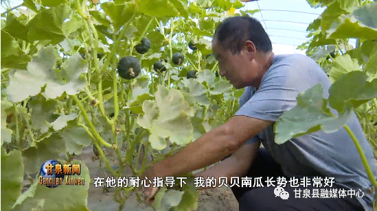 致富南瓜种植技术视频_南瓜种植效益_致富种植南瓜