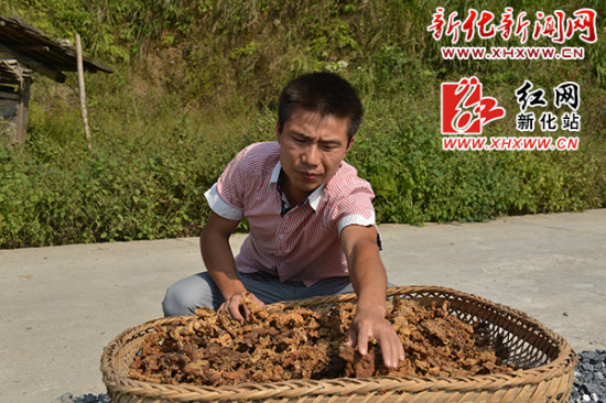 中药材种植好能手 脱贫致富领头雁