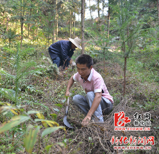 中药材种植好能手脱贫致富领头雁