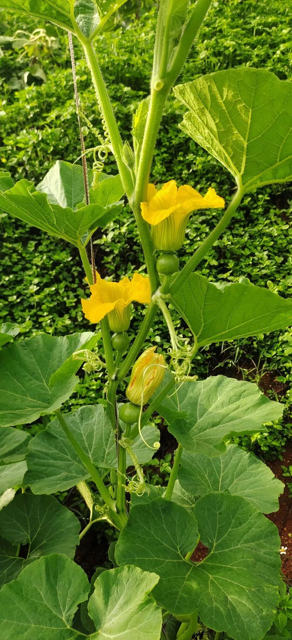 致富南瓜种植技术视频_致富经南瓜种植视频_致富种植南瓜