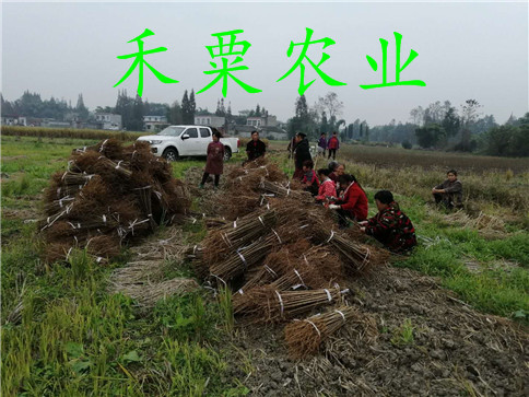 李子湖南种植技术与管理_李子湖南种植技术视频_湖南李子种植技术