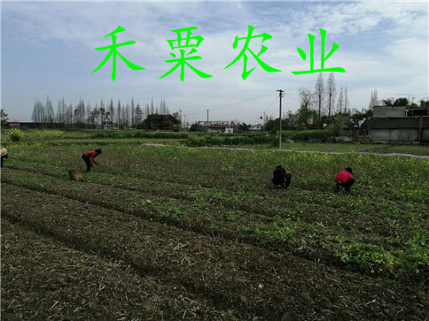 李子湖南种植技术视频_李子湖南种植技术与管理_湖南李子种植技术