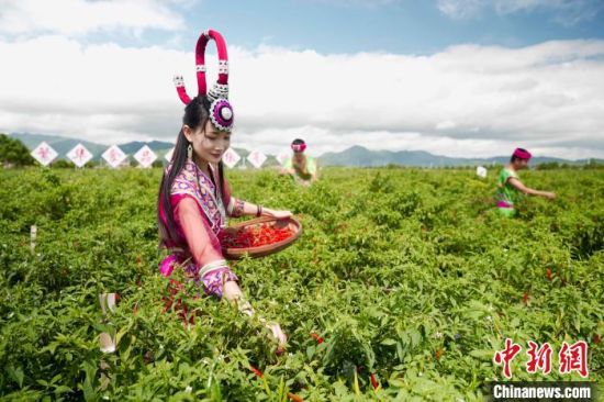 中新网丨湖南汝城：小辣椒种出致富路 农旅结合孕育“采摘经济”