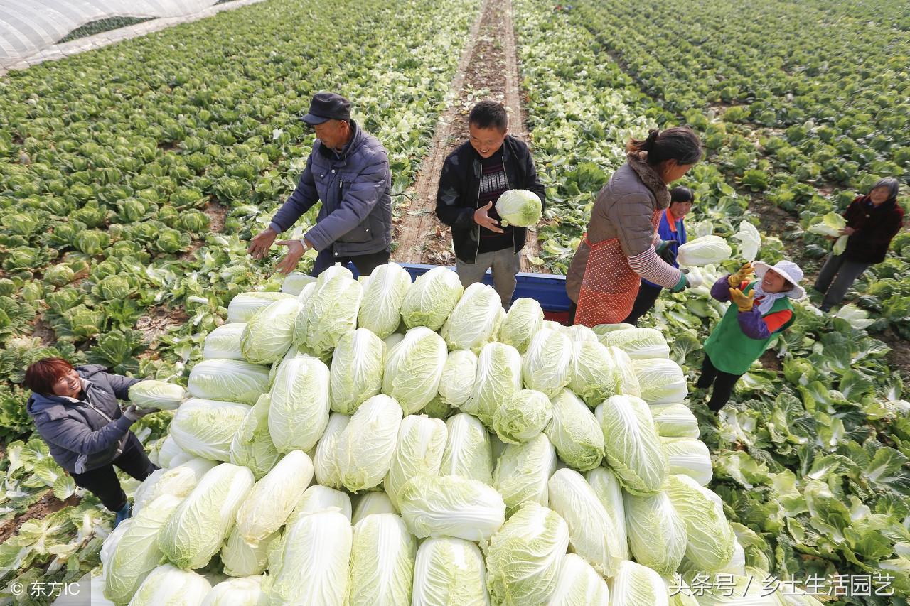 白菜栽种技术视频_白菜种植方案_大白菜提前种植技术