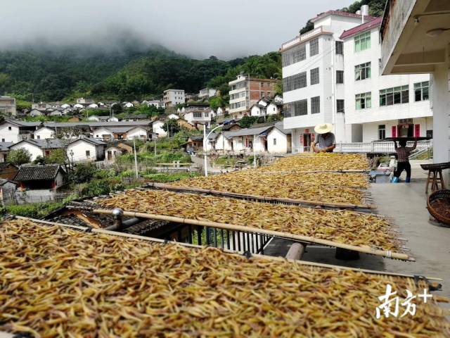 种植黄金菇致富经视频_致富经蘑菇种植视频2019_黄金菇种植技术视频