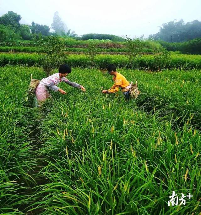 种植黄金菇致富经视频_致富经蘑菇种植视频2019_黄金菇种植技术视频