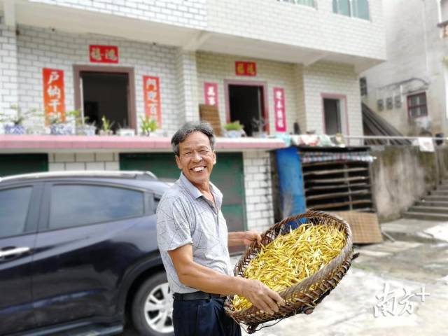 每年仲夏至仲秋前后，是银江镇金针菜丰收的季节。