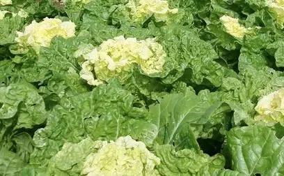 白菜种法视频_大白菜提前种植技术_白菜种植方案