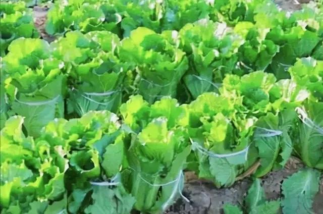 大白菜提前种植技术_白菜种法视频_白菜种植方案