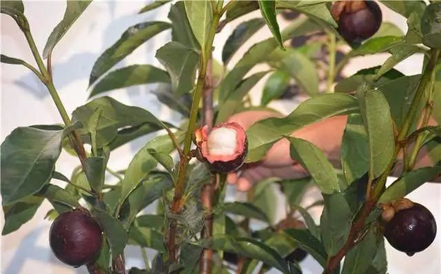 现代化种植致富项目有哪些_致富种植化现代项目有哪些项目_种植致富业