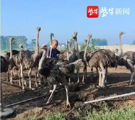 养殖鸵鸟能致富吗_鸵鸟养殖能致富_养殖鸵鸟能挣钱吗