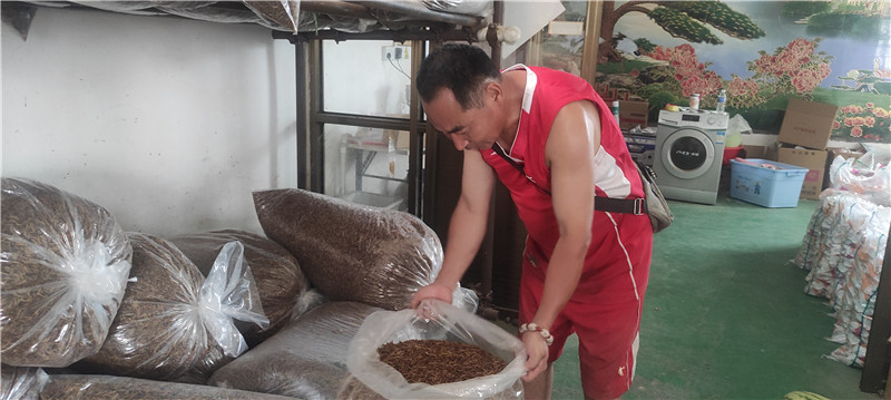 养殖致富的虫子_致富经养虫子鸡视频全集_致富经昆虫养殖