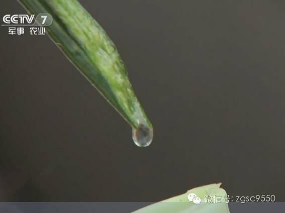 驻马店丝瓜水致富经_驻马店丝瓜种植基地_驻马店丝瓜水集团