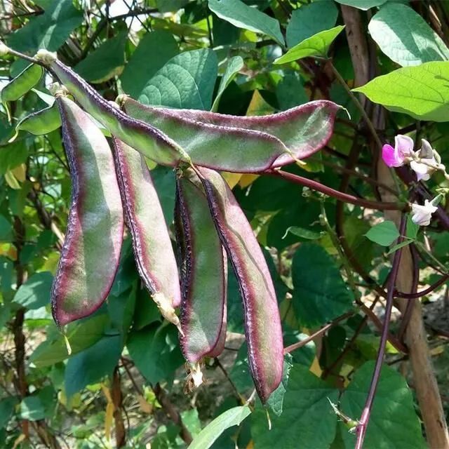 这种豆角特别高产，现在却很少人种植，其实味道很鲜美，炒一炒，营养又好吃