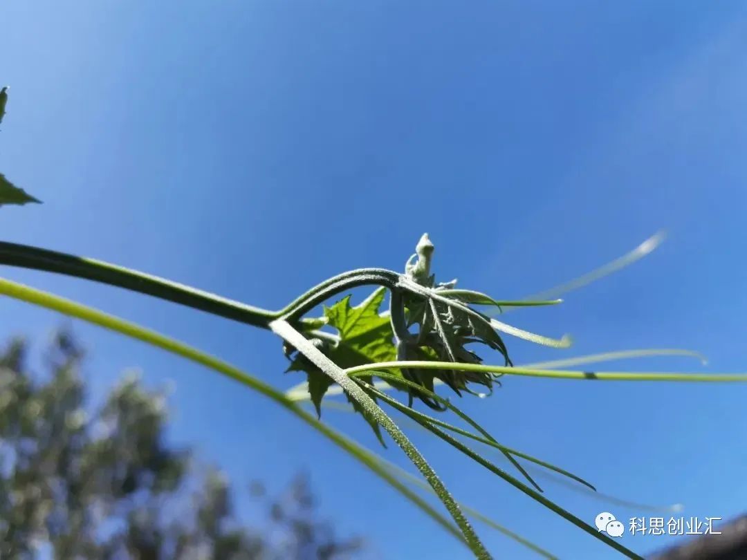 驻马店丝瓜种植合作社_驻马店丝瓜水致富经_驻马店丝瓜深加工能做什么