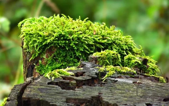 狼尾蕨种植技术_狼尾蕨的种植方法和注意事项_狼尾蕨种子