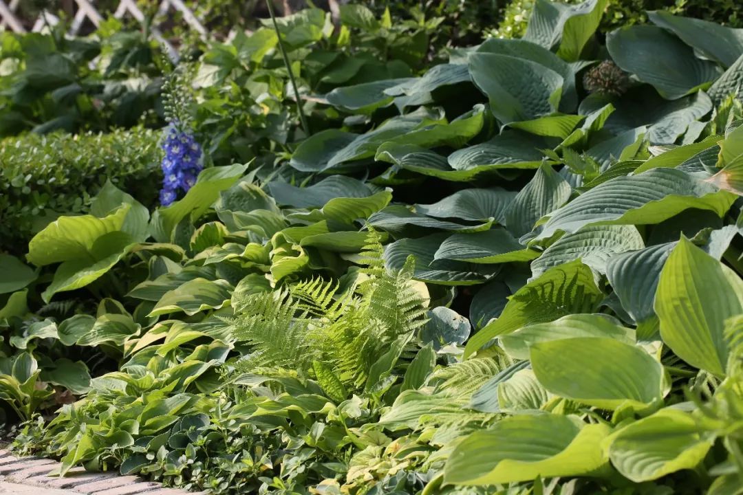 狼尾蕨种子_狼尾蕨的种植方法和注意事项_狼尾蕨种植技术