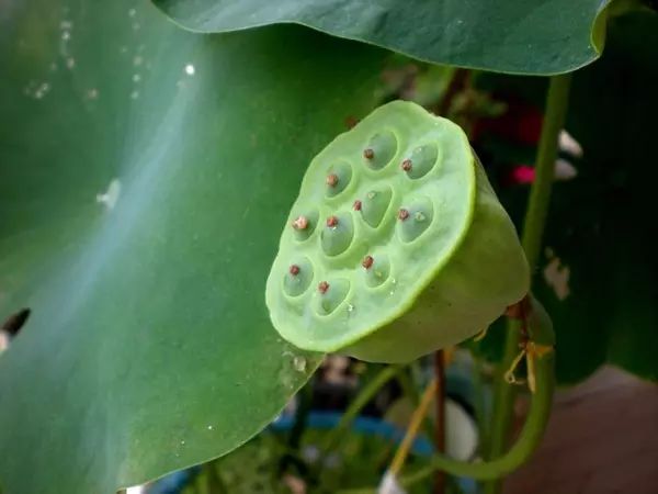 种植技术眉豆视频教程_眉豆种植技术_眉豆种植