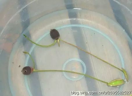 种植技术眉豆视频教程_眉豆种植技术_眉豆种植