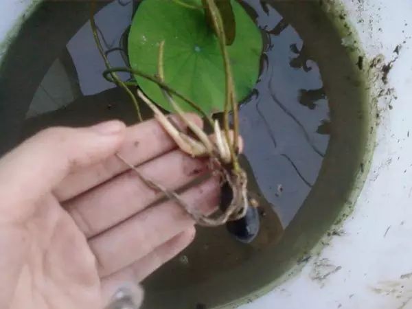 种植技术眉豆视频教程_眉豆种植_眉豆种植技术