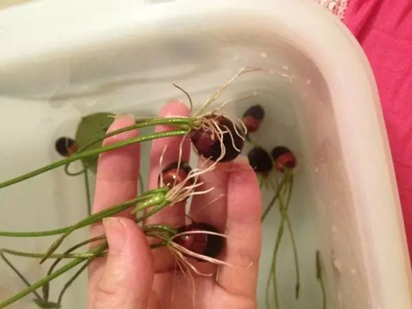 眉豆种植_种植技术眉豆视频教程_眉豆种植技术