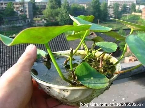 眉豆种植_眉豆种植技术_种植技术眉豆视频教程