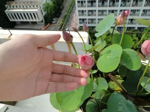 眉豆种植技术_眉豆种植_种植技术眉豆视频教程