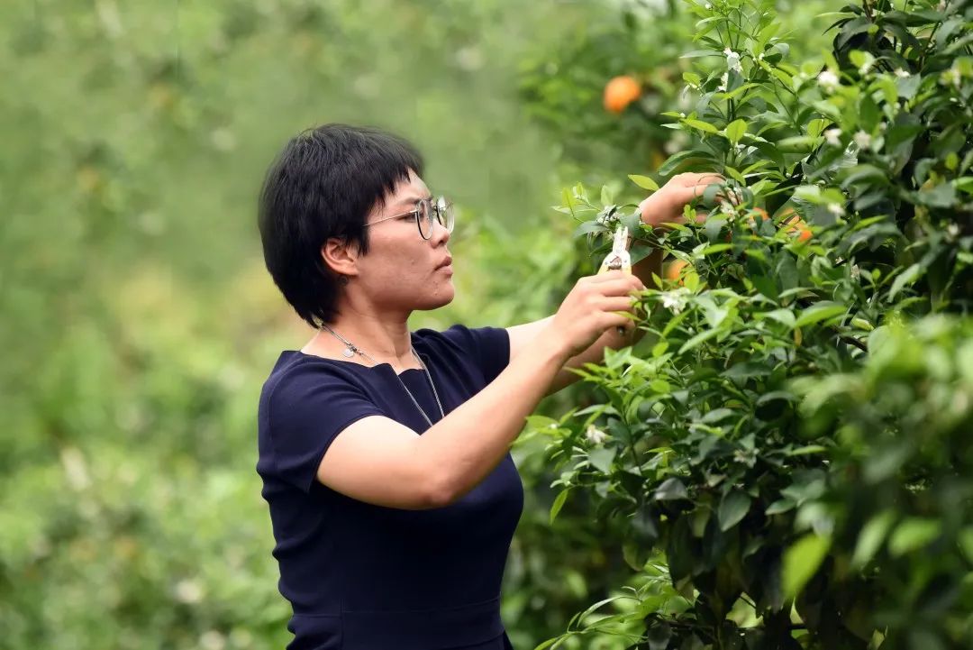 大棚樱桃种植成功致富案例_种植玫瑰致富新闻_中药材种植致富