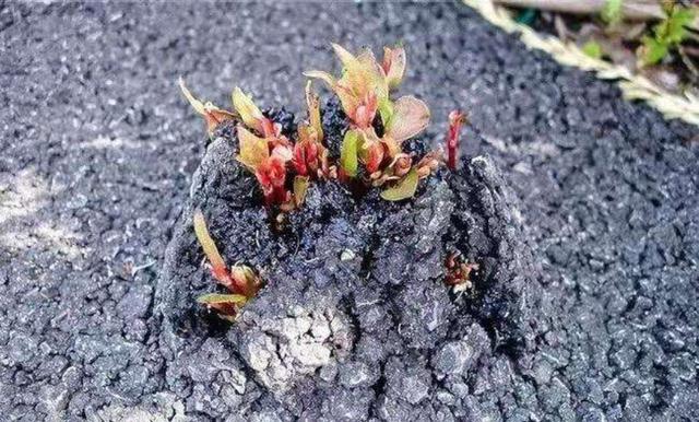 胡萝卜种植技术视频讲座_致富经胡萝卜种植视频_种植胡萝卜致富新闻